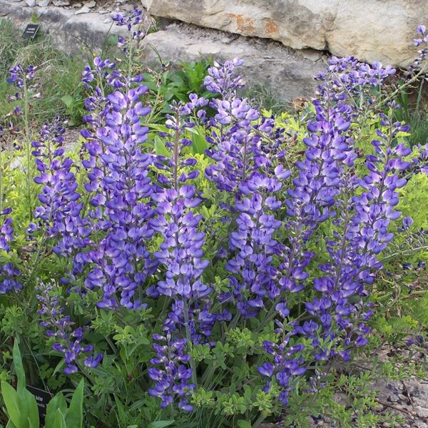Baptisia australis
