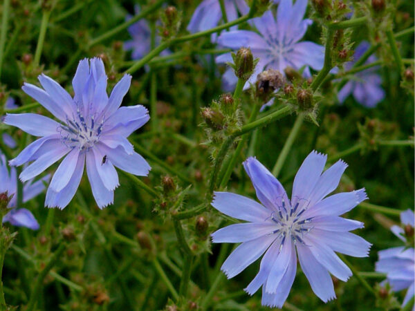 Cichorum intybus