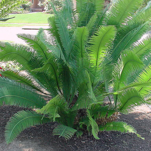 Dioon edule