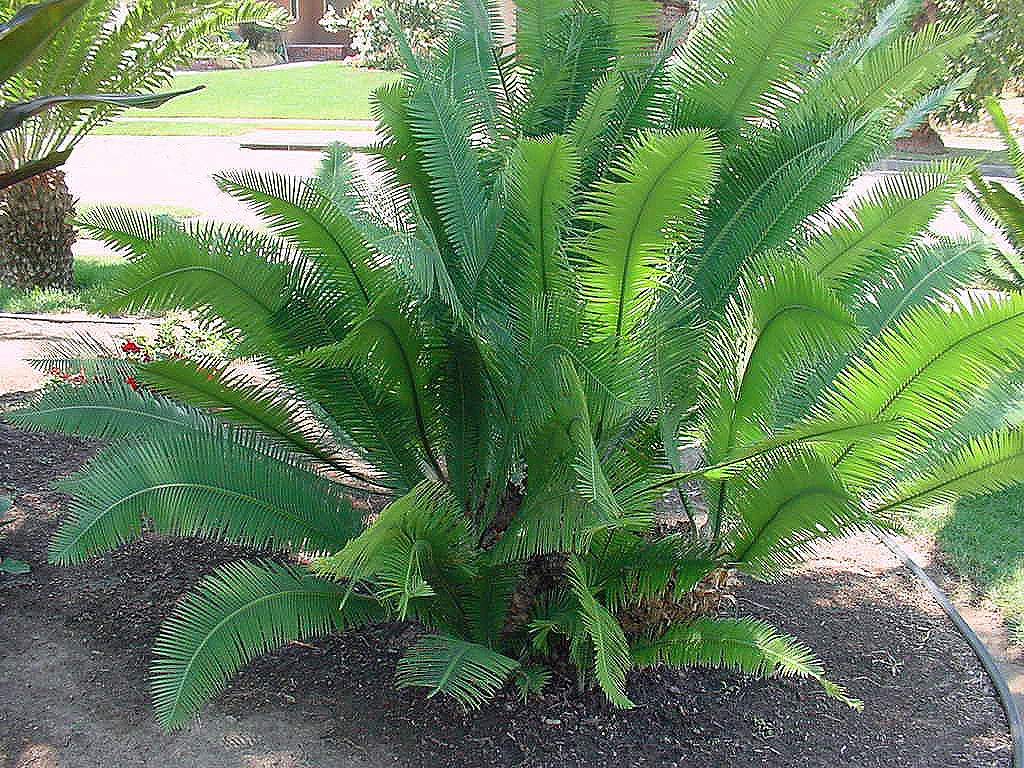 Dioon edule