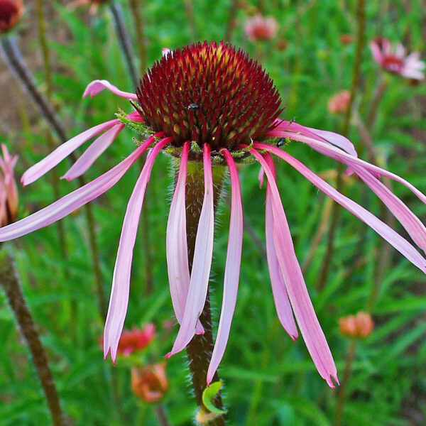 Echinacea pallida