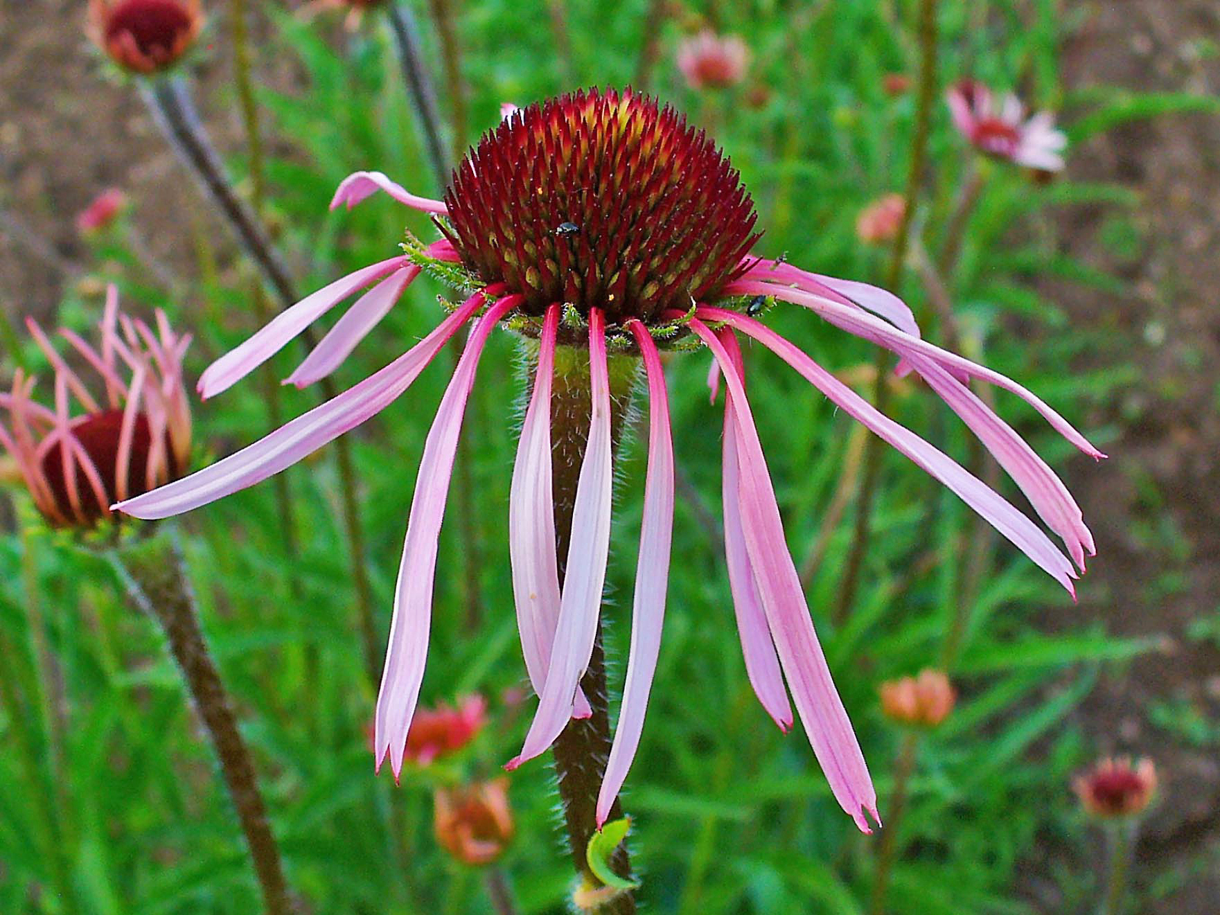 Echinacea pallida