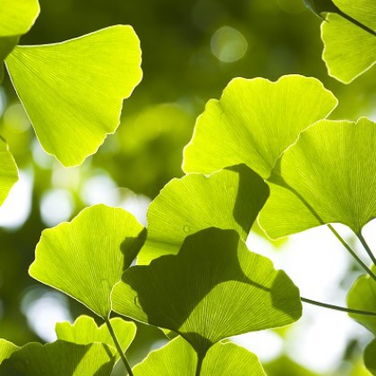Ginkgo biloba