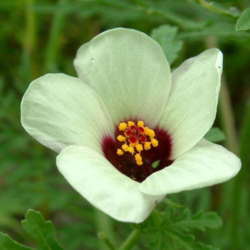 Hibiscus trionum