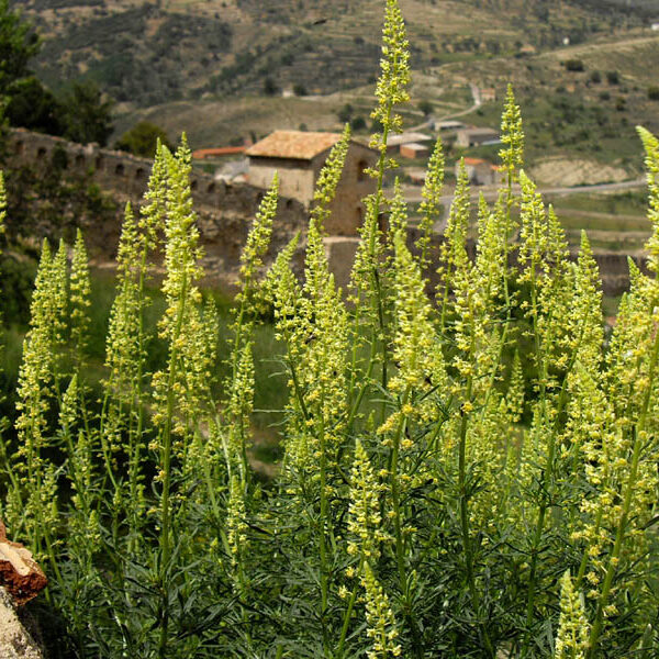 Reseda luteola