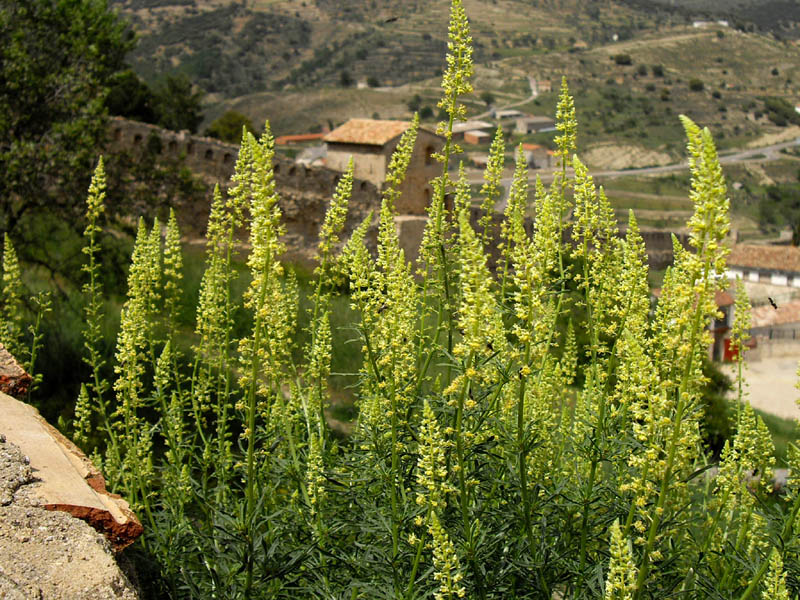 Reseda luteola