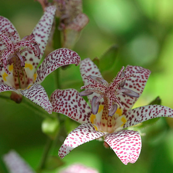 Tricyrtis hirta