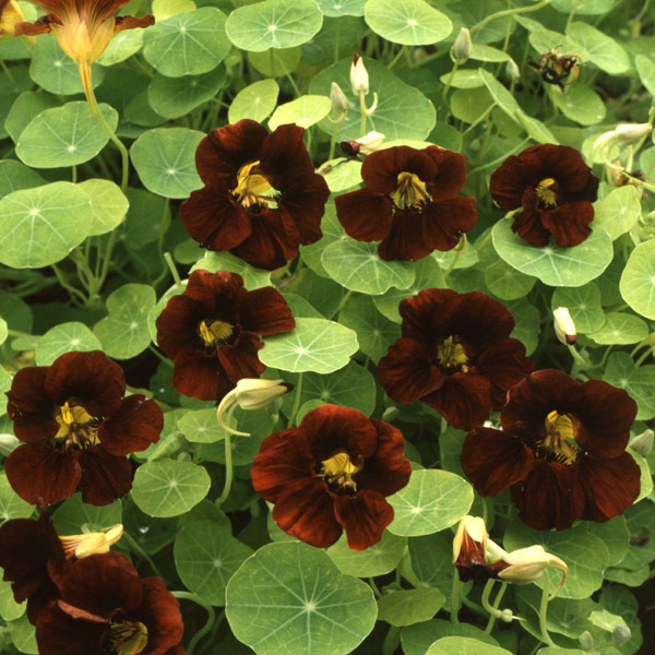 Tropaeolum 'Black Velvet'