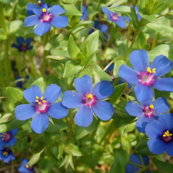 Anagallis coerulea