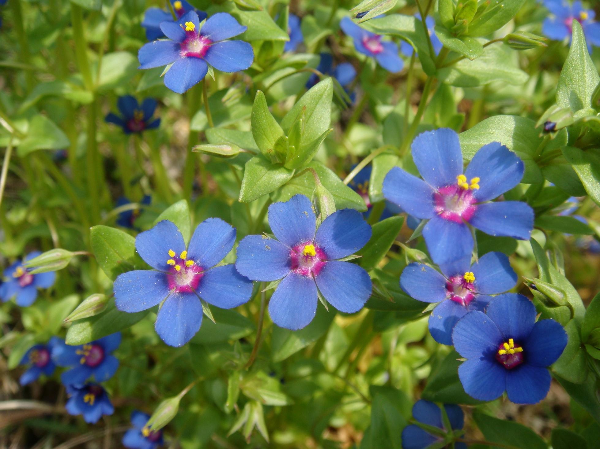 Anagallis coerulea