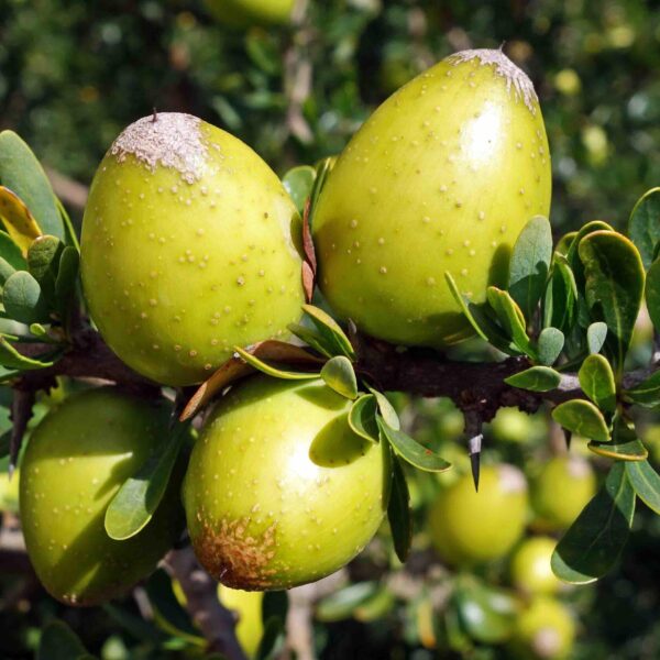 Argania spinosa
