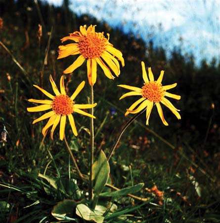 Arnica montana