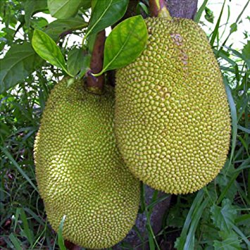 Artocarpus heterophyllus