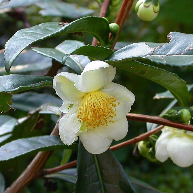 Camellia sinensis