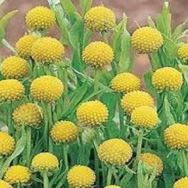 Cephalophora aromatica