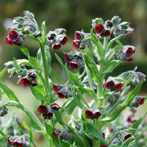 Cynoglossum officinale