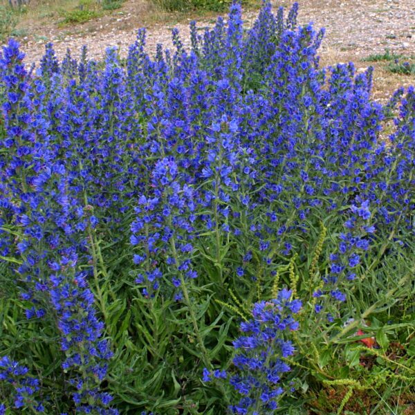 Echium vulgare
