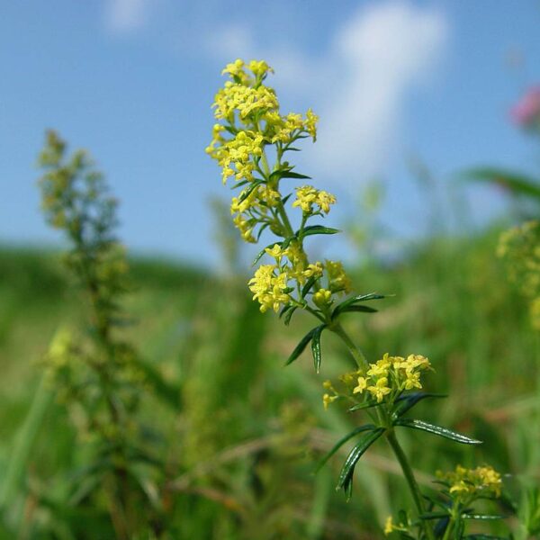 Galium verum
