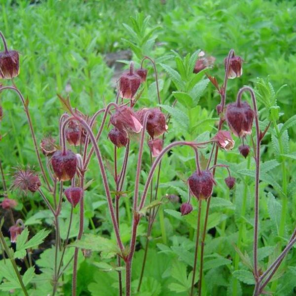 Geum rivale