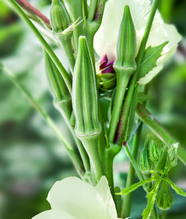 Okra 'Clemson Spineless'
