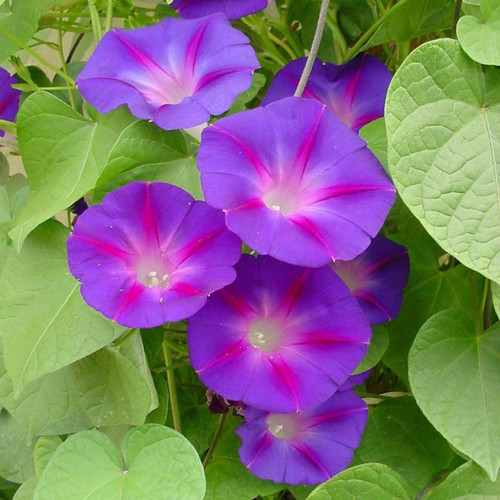 Ipomoea purpurea