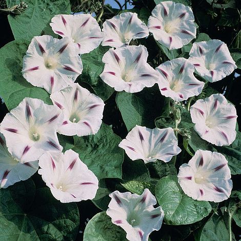 Ipomoea tricolor