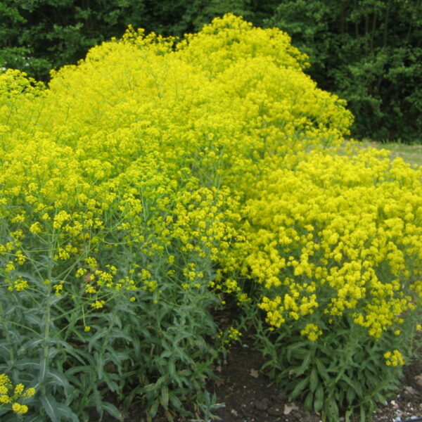 Isatis tinctoria