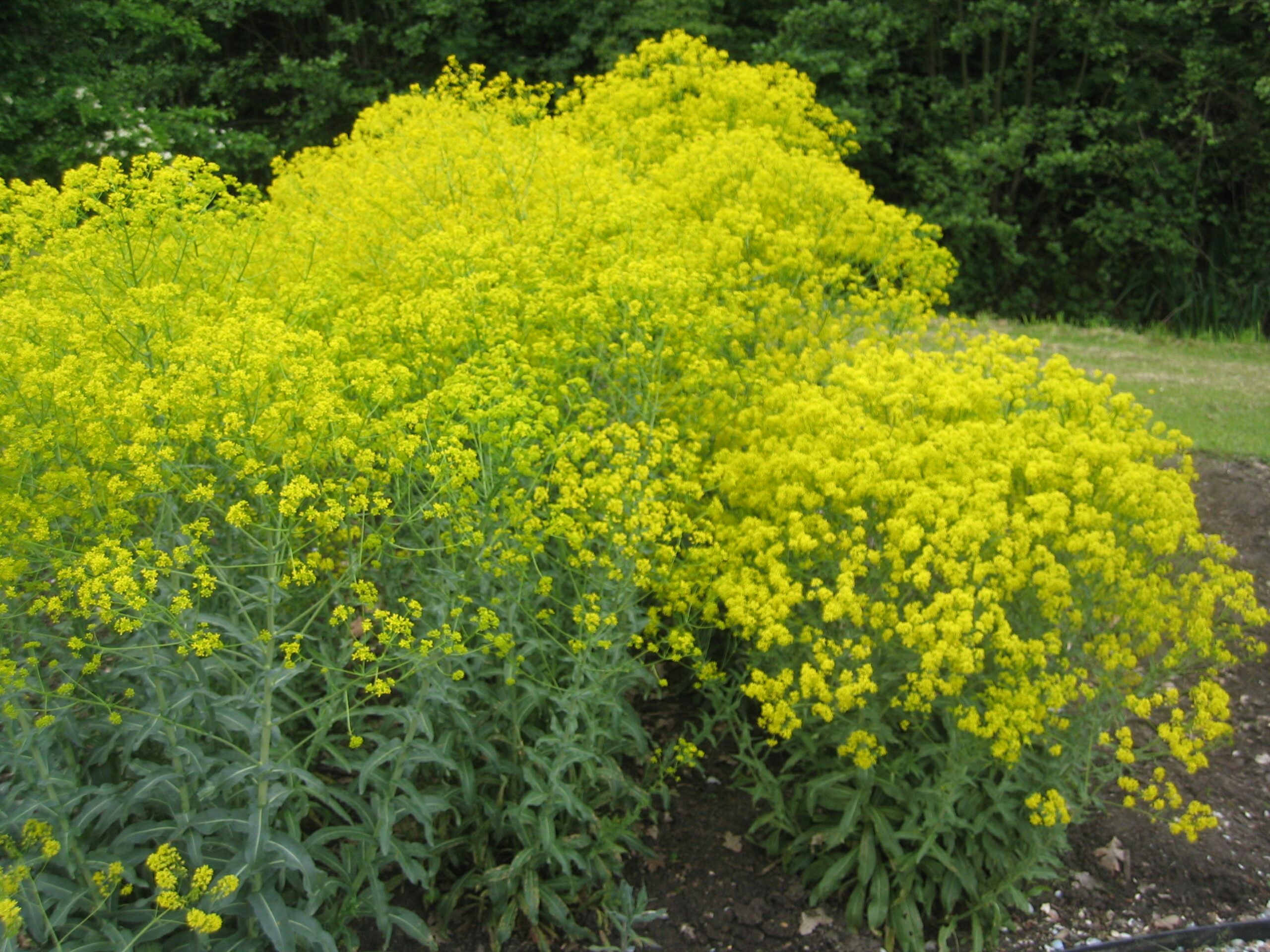 Isatis tinctoria