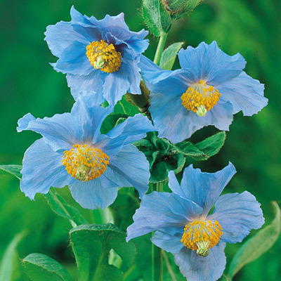 Meconopsis betonicifolia