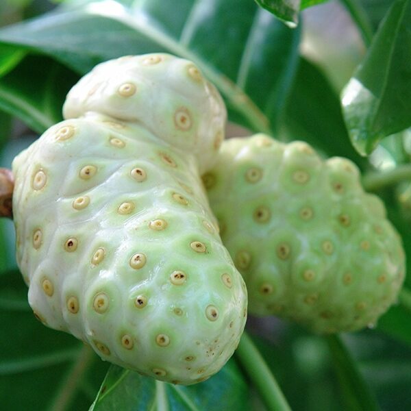Morinda citrifolia