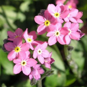 Myosotis 'Victoria Rose'