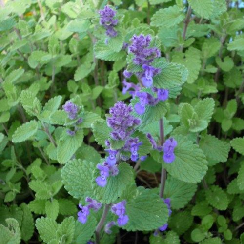 Nepeta mussinii
