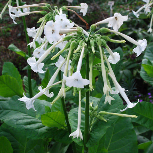 Nicotiana sylvestris