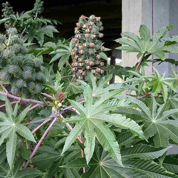 Ricinus communis