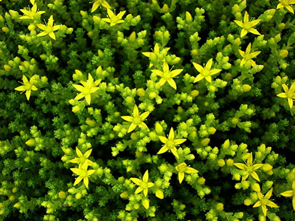 Sedum acre