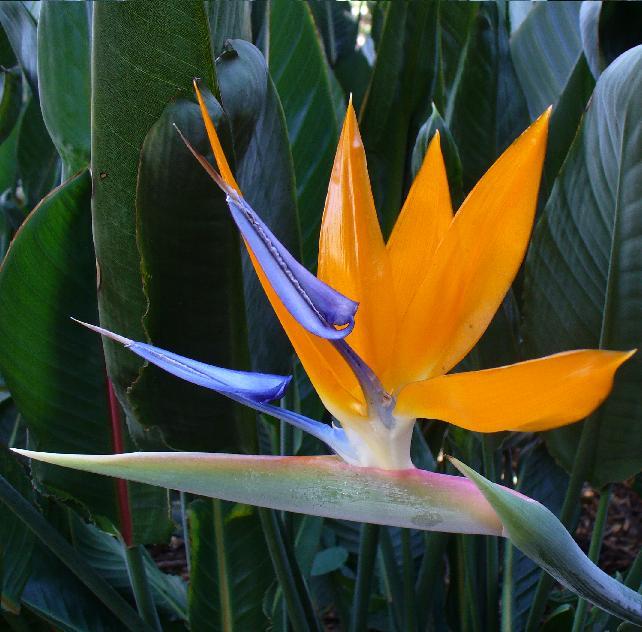 Strelitzia reginae