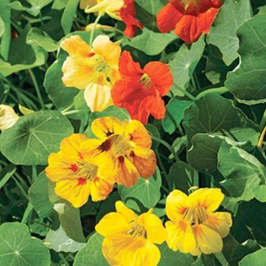 Tropaeolum 'Glorious Gleam'