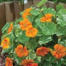 Trop. 'Alaska TT Salmon'