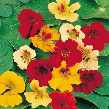 Oost-Indische kers 'Tom Thumb'