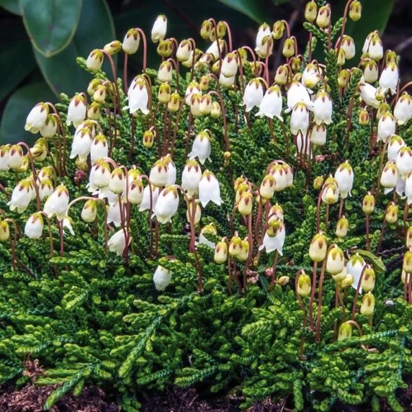 Cassiope lycopodioides