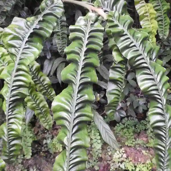 Alpinia rugosa