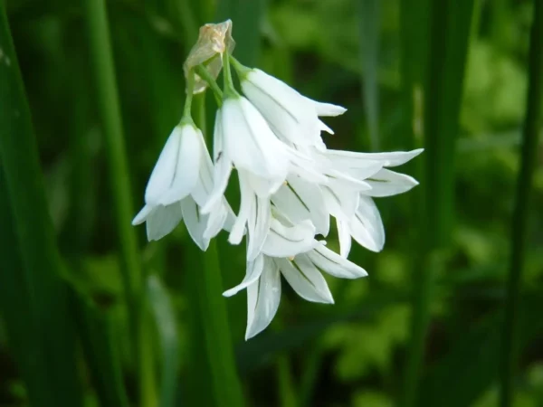 Allium triquetum