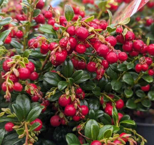 Vaccinium vitis-idaea 'Fireballs'