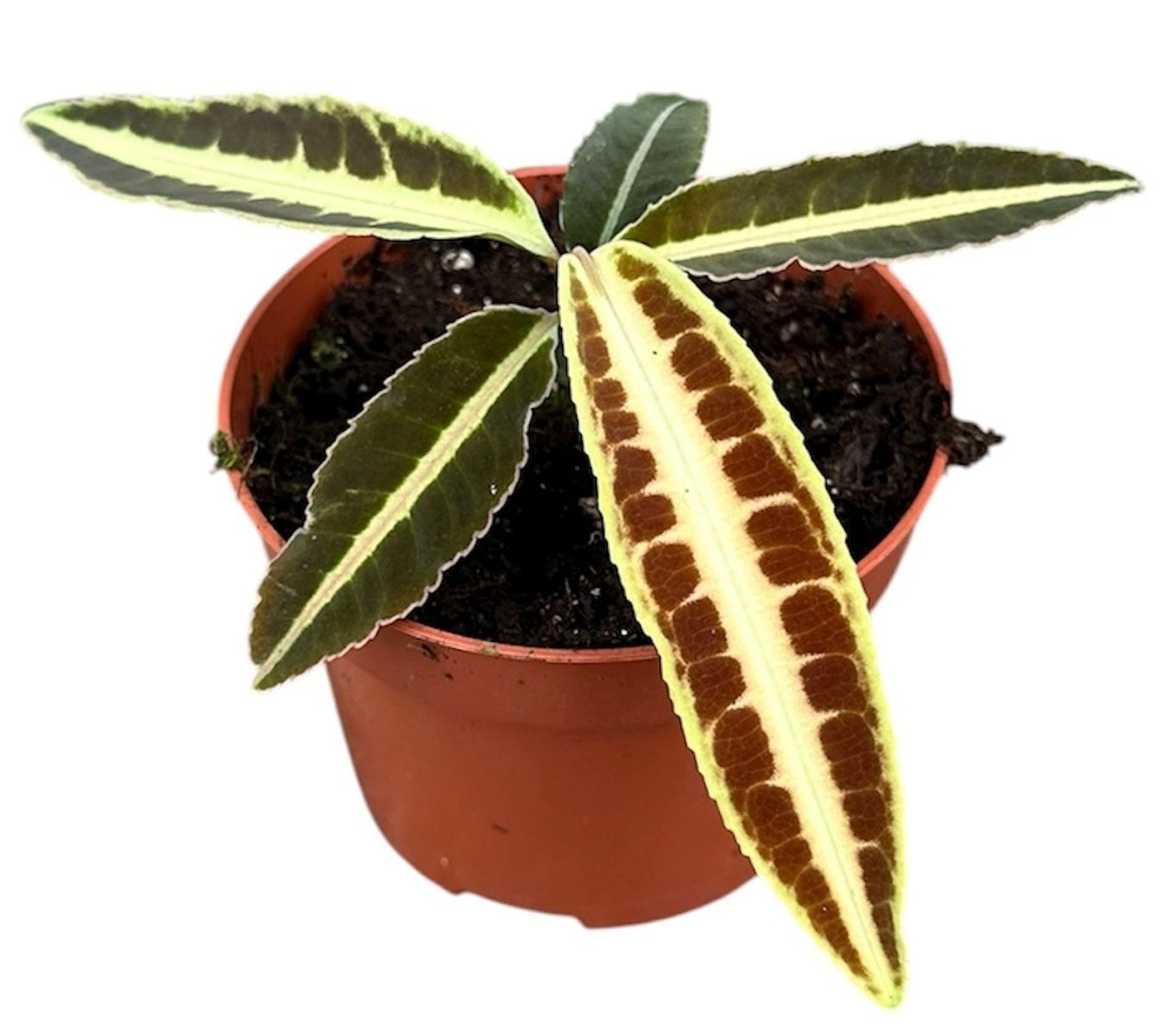 Labisia sp. 'Jabi Sunrise'