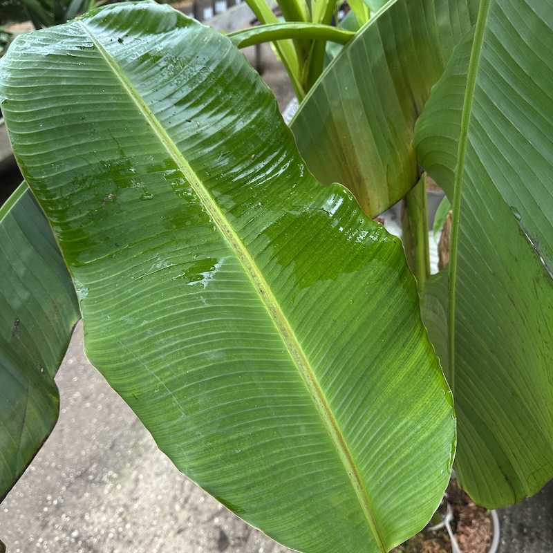 Musa himalayensis 'Speciosa'