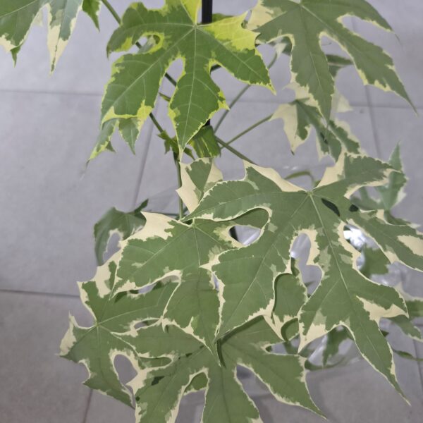 Cnidoscolus acontifolius variegata