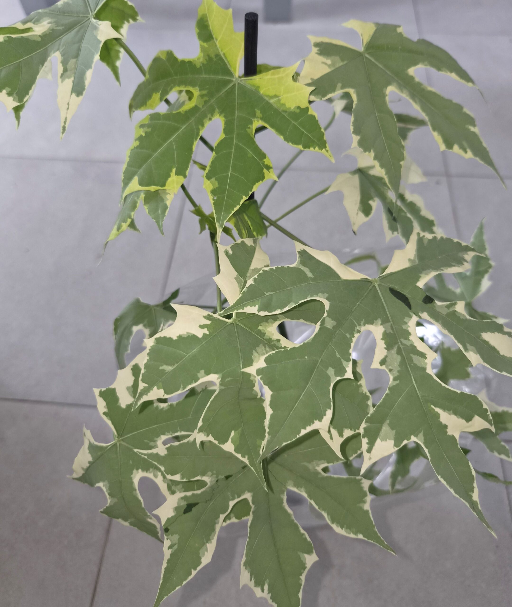Cnidoscolus acontifolius variegata