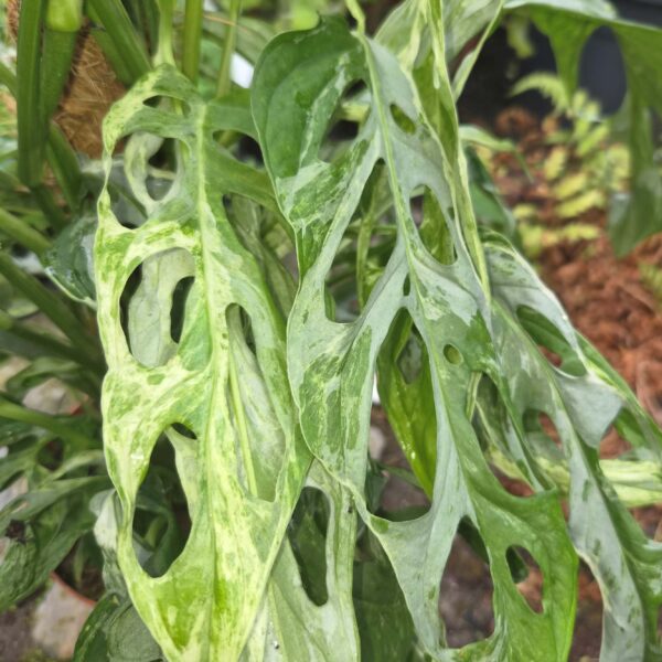 Monstera 'Indonesian Marble'