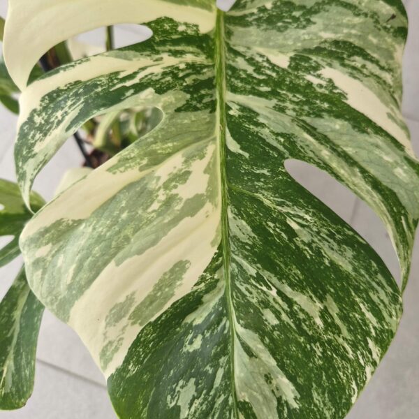 Monstera deliciosa variegata