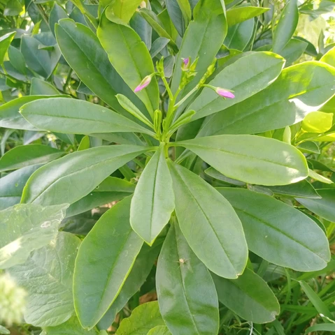 Talinum paniculatum